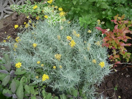 Growing Curry Plant - Home Design Tips and Advice